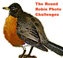 Click the Robin for more info!