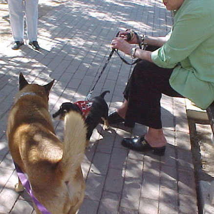 Tuffy and the dachshund